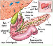 Bile Duct