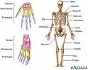 BonePainChart.jpg