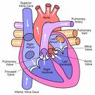 Congenital Heart Disease