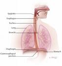 Esophagus Cancer